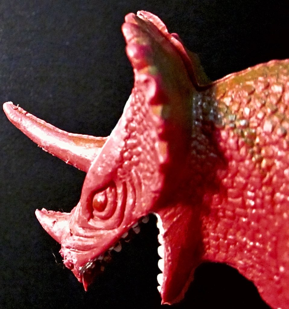 La testa del Triceratops, con il collare dentellato, le corna e i denti