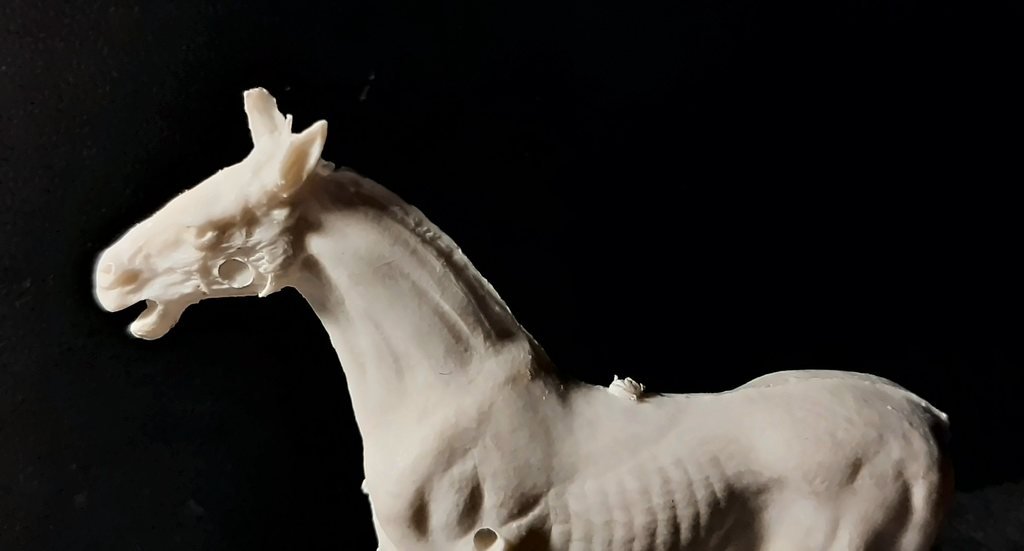 La testa e il collo dal lato sinistro, con l'anello in rilievo sulla guancia